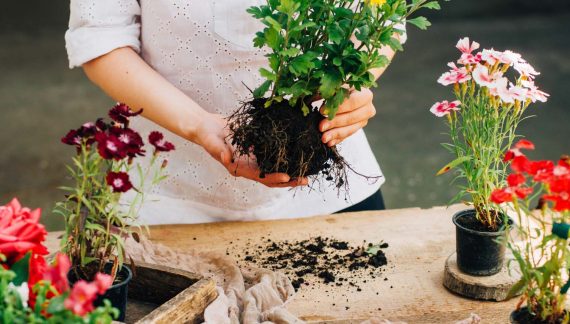 Gardener Doing Gardening Work At A Table Rustic. Working In The