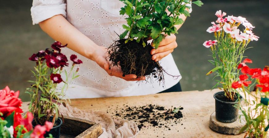 Gardener Doing Gardening Work At A Table Rustic. Working In The