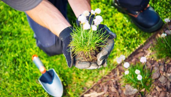 Gardener Replanting Flowers