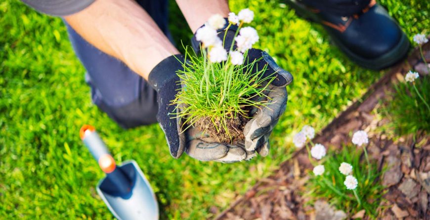 Gardener Replanting Flowers